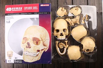 3d модель человеческого черепа, 17 шт. собранная объемная модель анатомии человека